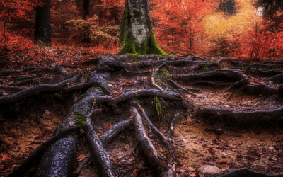 Construire son arbre généalogique